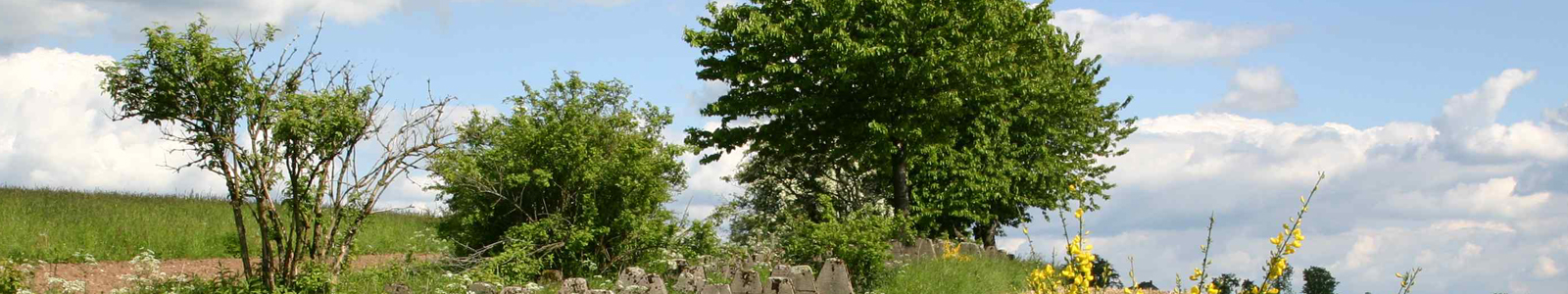Bäume auf Wiese © Dienstleistungszentren Ländlicher Raum